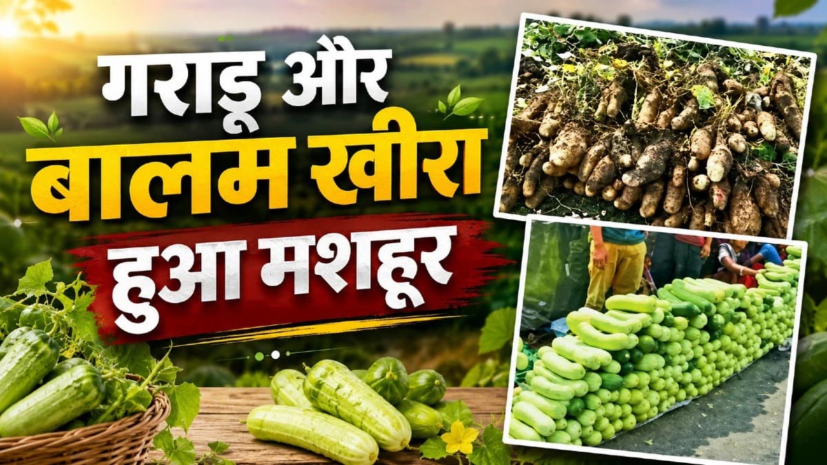 मालवा के 'गराड़ू' और सैलाना के 'बालम खीरा' को मिला जीआई (GI) टैग